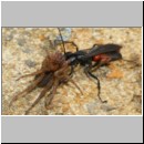 Anoplius infuscatus - Weswespe w002b 9mm mit Spinne-OS-Hasbergen-Lehmhuegel-det.jpg